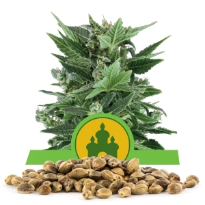 Semillas Royal de Kush Automatic a granel