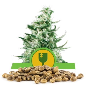 Semillas de Royal Critical Automatic a granel