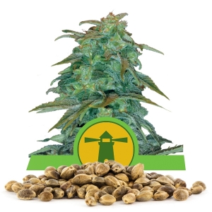 Semillas de Royal Haze Automatic a granel