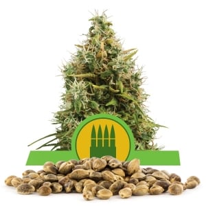 Semillas de Royal AK Automatic a granel