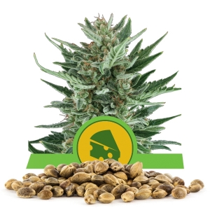 Semillas de Royal Cheese Automatic a granel