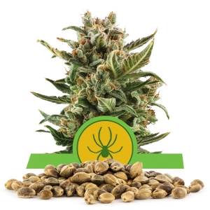Semillas de White Widow Automatic a granel