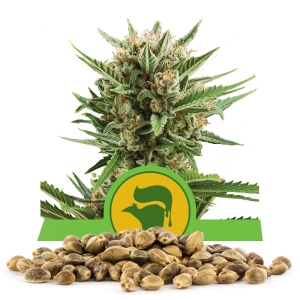 Semillas de Sweet Skunk Automatic a granel