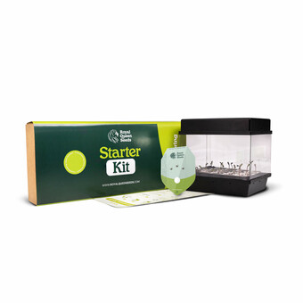 Starter Kit Autofloreciente