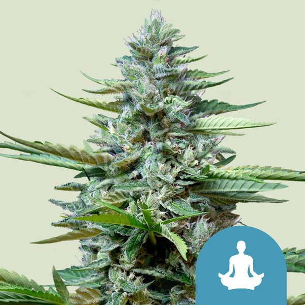 Stress Killer Automatic Semillas de Marihuana - Royal Queen Seeds