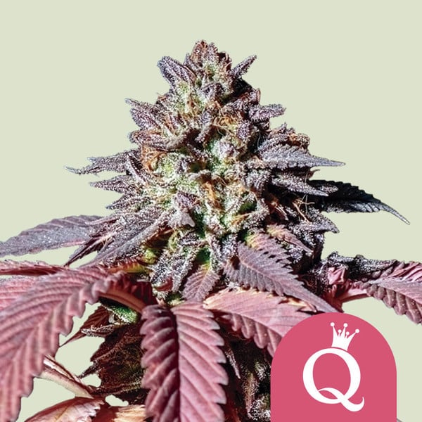 Cosechar marihuana: Encuentra el momento adecuado - Royal Queen Seeds
