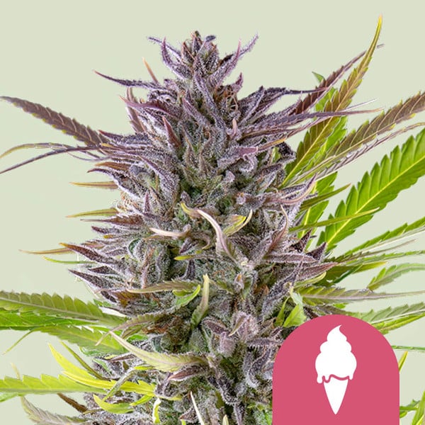 Semillas De Marihuana Gratis Y Más Regalos Con Tu Compra Online - Royal  Queen Seeds