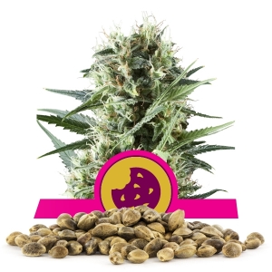 Semillas de Royal Cookies a granel Semillas de Royal Cookies a granel