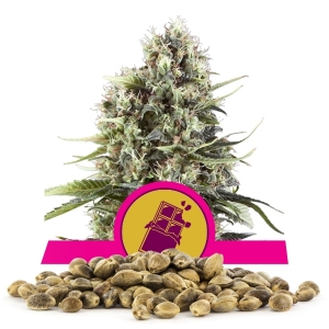 Semillas de Chocolate Haze a granel