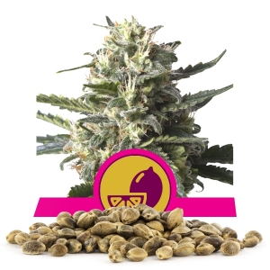 Semillas de Lemon Shining Silver Haze a granel
