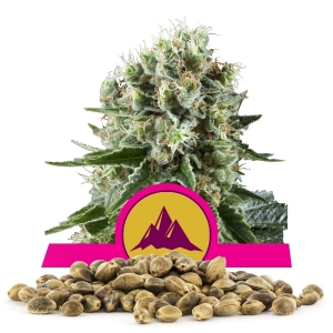 Semillas de Critical Kush a granel Semillas de Critical Kush a granel