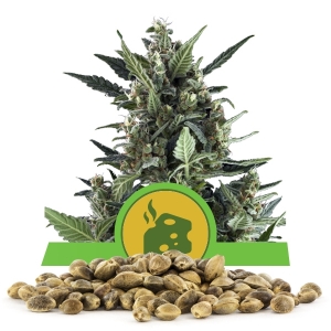 Semillas de Blue Cheese Automatic a granel
