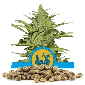 Semillas de Fast Eddy Automatic CBD a granel