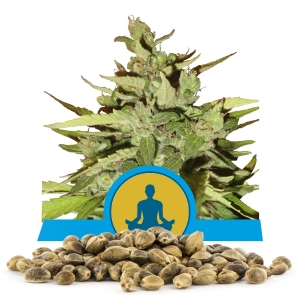 Semillas de Stress Killer Automatic CBD a granel