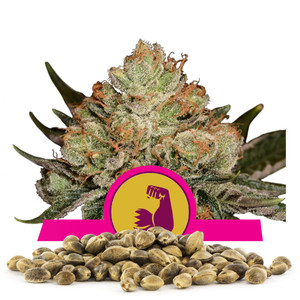 Semillas Hulkberry a granel