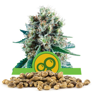 Semillas de Bubble Kush Automatic a granel