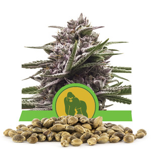 Semillas de Royal Gorilla Automatic a granel