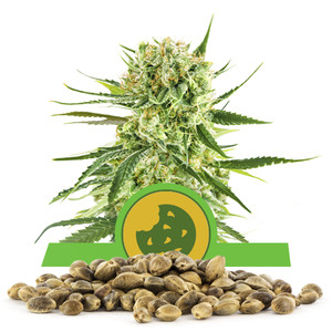 Semillas de Royal Cookies Automatic a granel