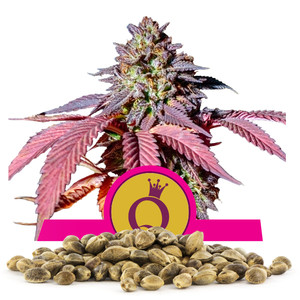 Semillas de Purple Queen a granel