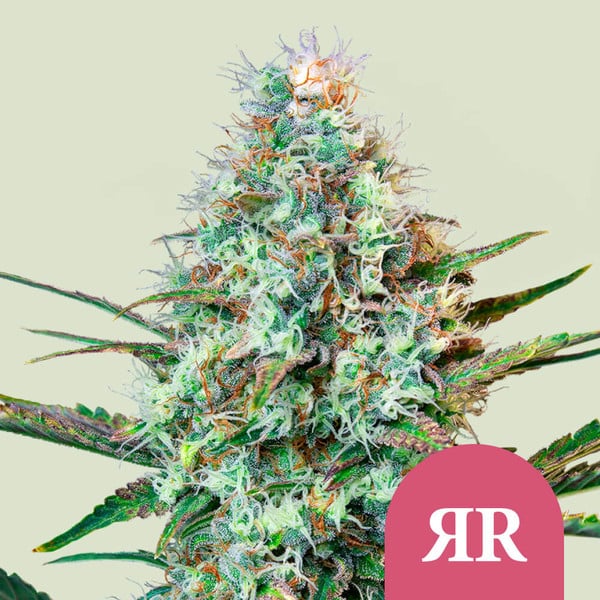 Cosechar marihuana: Encuentra el momento adecuado - Royal Queen Seeds