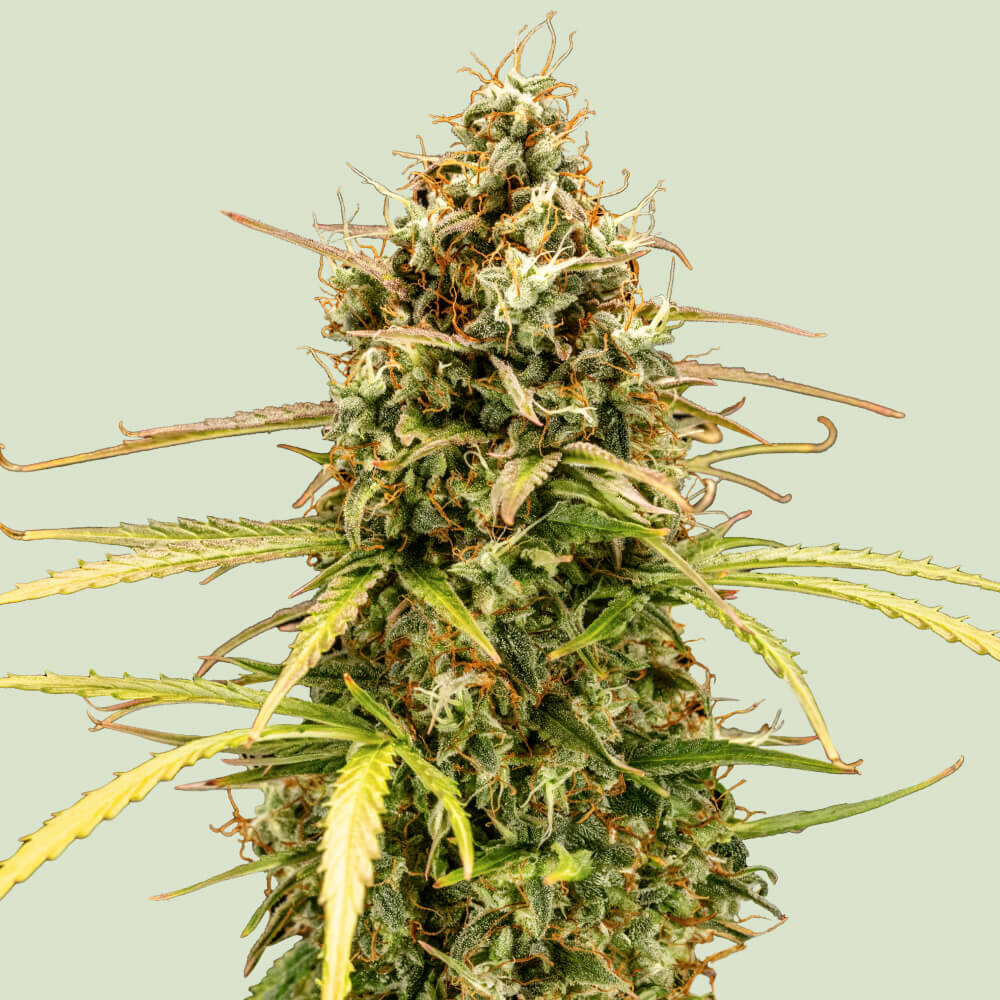 Compra semillas de marihuana híbridas Milky Way F1 -