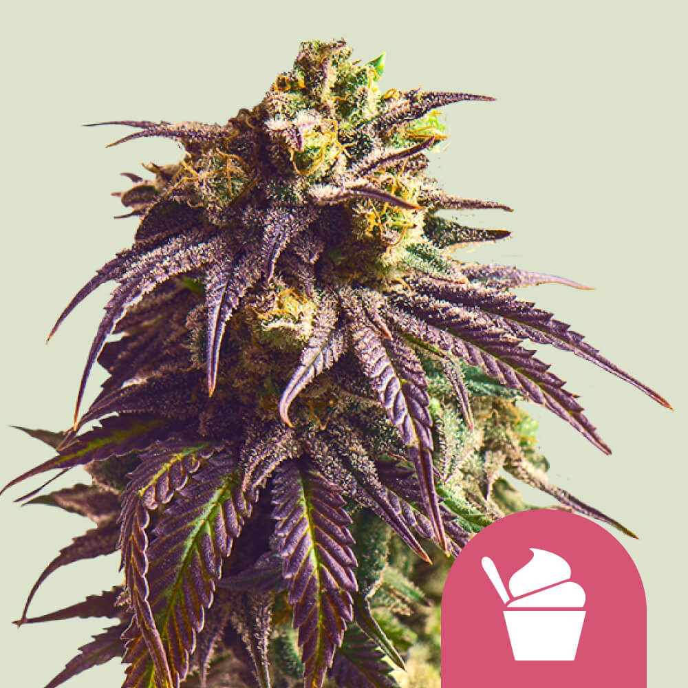Compra semillas feminizadas Sundae Driver - Royal Queen Seeds