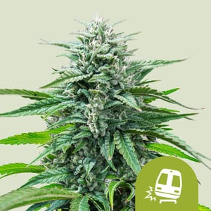 Qué son las semillas de marihuana autoflorecientes? - Royal Queen Seeds
