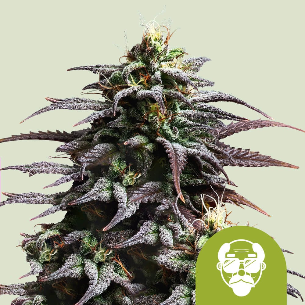Compra semillas de marihuana Granddaddy Purple Auto - Royal Queen