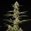 Grape Ape Auto