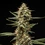 Grape Ape Auto