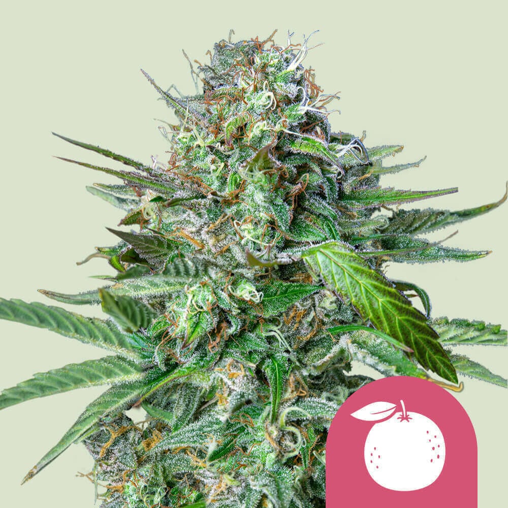 Compra semillas de marihuana feminizadas Tangie - Royal Queen Seeds