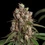 Tangie