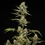 Sticky Queen Auto