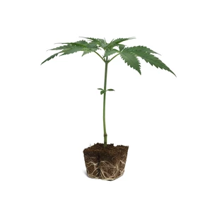 Tangie Esqueje