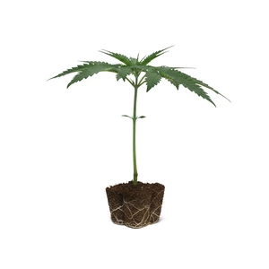 Shining Silver Haze Esqueje