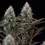 Orbital Banana F1