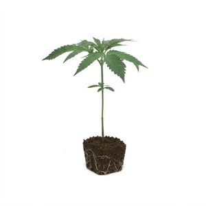 Larry OG Esqueje