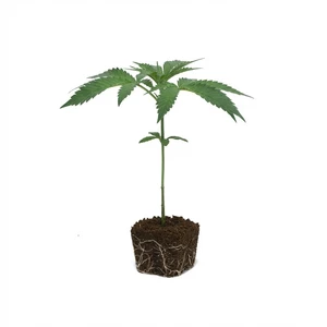 Purple Punch Esqueje