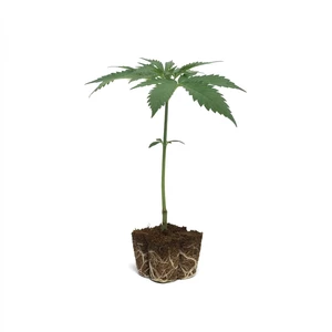 Amnesia Haze Esqueje