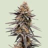 Gravity Berry F1