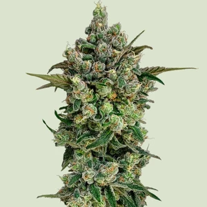 Dark Matter Cake F1