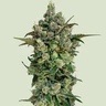 Dark Matter Cake F1