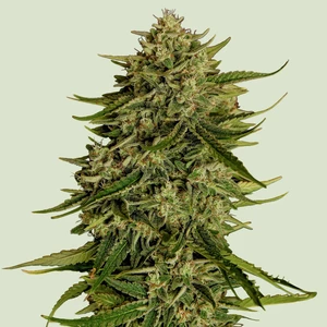 Quantum Terp F1