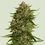 Quantum Terp F1