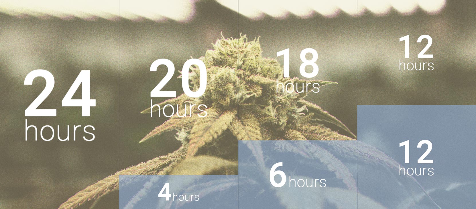 La importancia del ciclo de oscuridad en el cultivo de cannabis La importancia del ciclo de oscuridad en el cultivo de cannabis