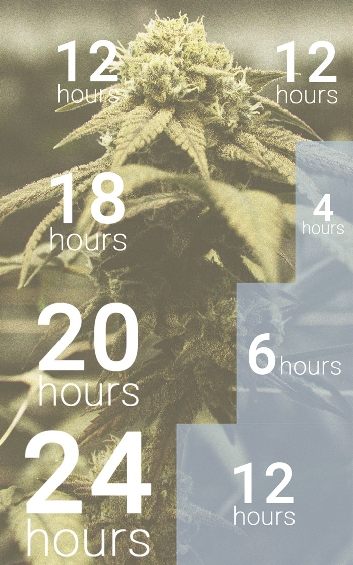 La importancia del ciclo de oscuridad en el cultivo de cannabis La importancia del ciclo de oscuridad en el cultivo de cannabis