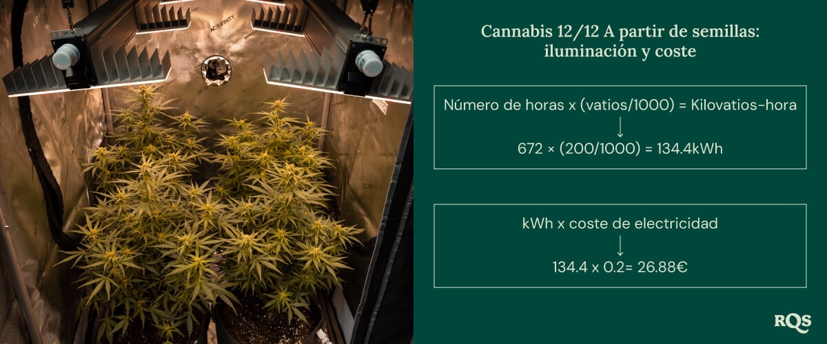 12-12 cannabis light cycle cost