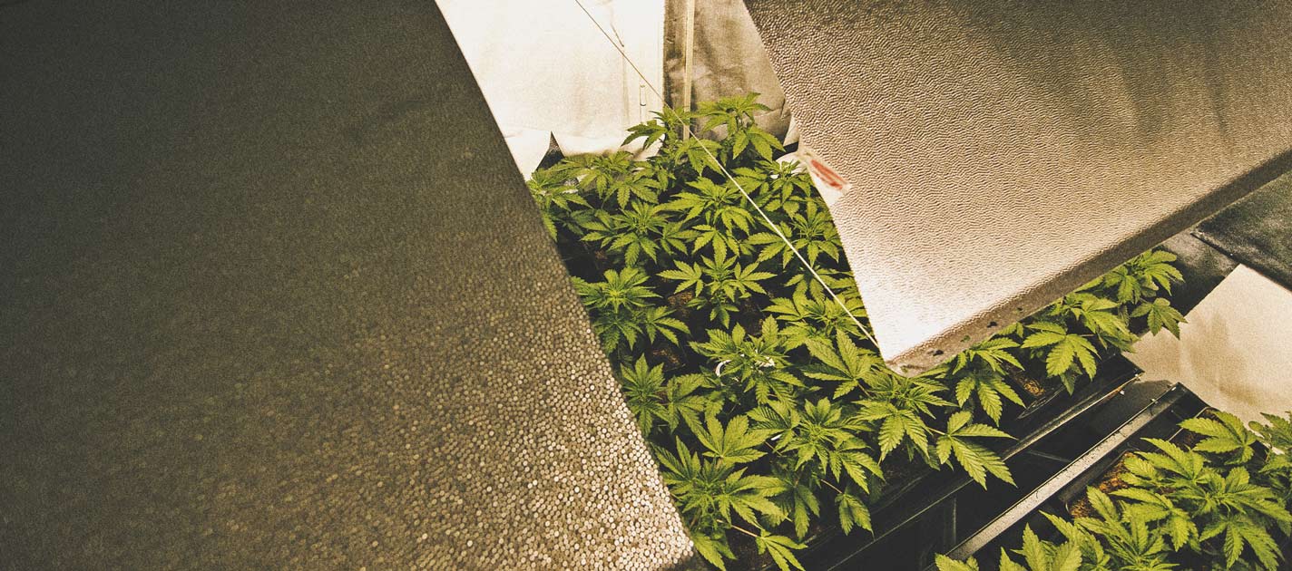 Cómo automatizar tu cultivo de marihuana