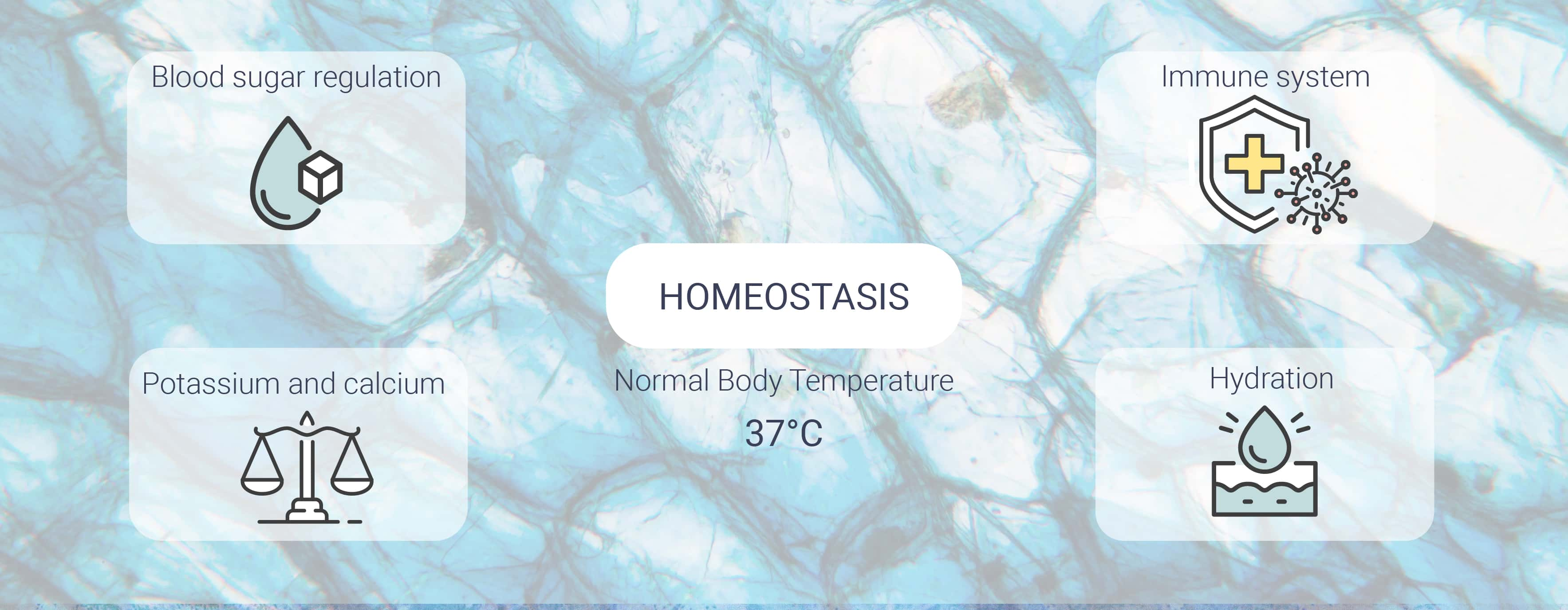 ¿Qué es la homeostasis?