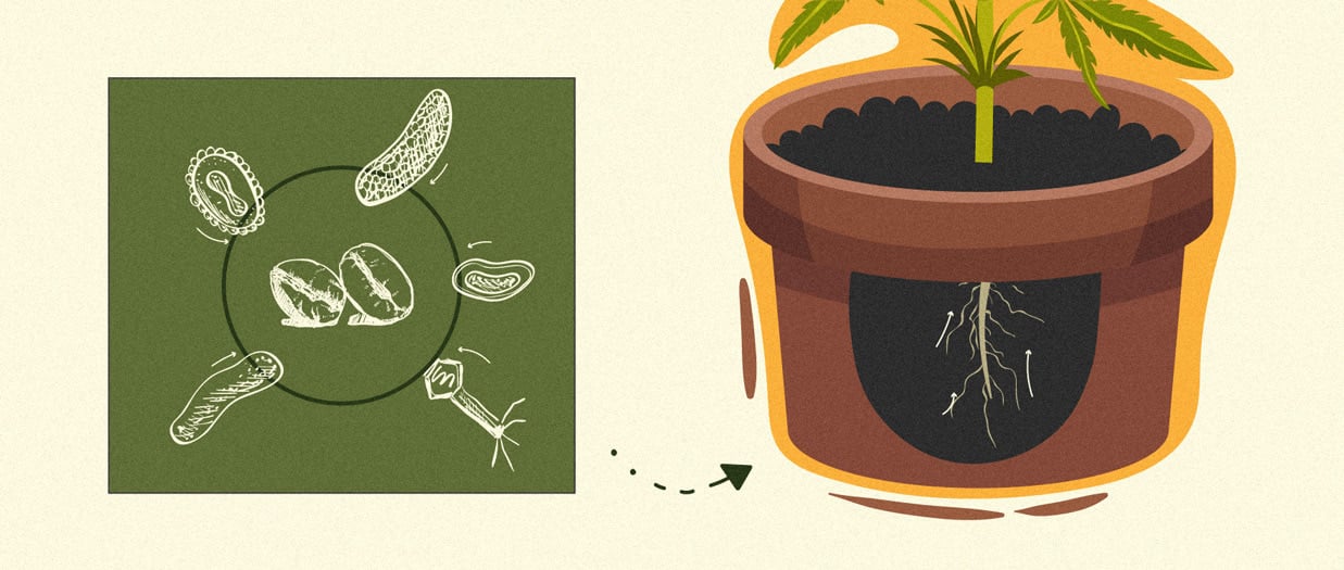 Cómo usar los posos del café como abono natural para el cannabis